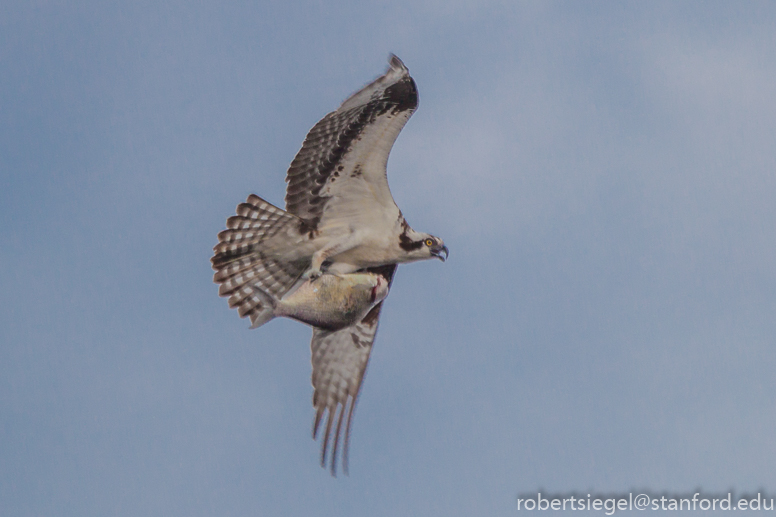 osprey